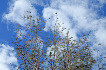 filao, casuarina équisetifolia sur fond de ciel