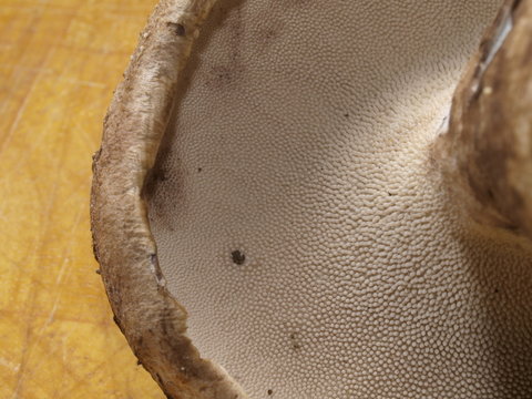 Hydne imbriqu&eacute;, barbe de bouc, &eacute;cailleux, &eacute;pervier