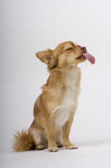 Chihuahua Zunge rausstrecken