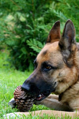 German sheppard eating a pine cone