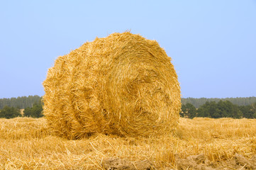 Meadow of hay bales