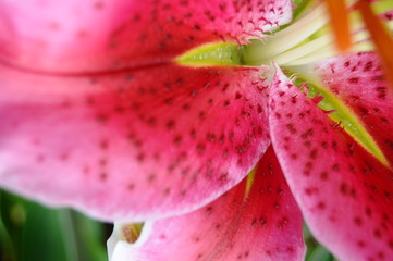 Pink Stargazer Lilly Flower