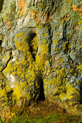 Bark