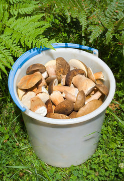 Bucket with mushrooms 7