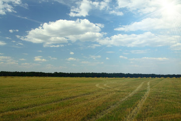 field with wheat stems
