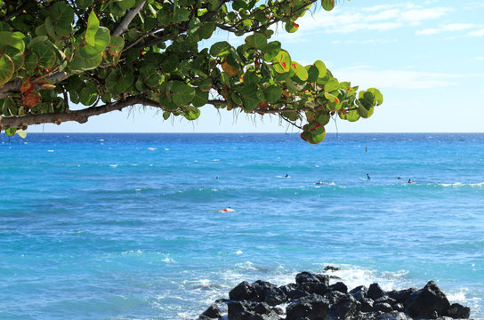 raisinier sur plage des Roches Noires, Saint-Gilles, R&eacute;union