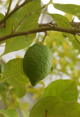 Obraz premium Lemon in the process of ripening