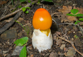 Mushroom (Amanita caesareaoides) 3