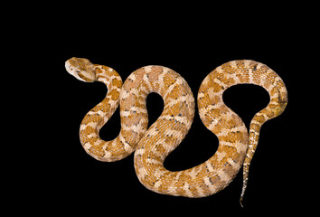 Venomous snake 4