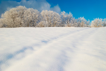 Fototapeta na wymiar Winter icy forest