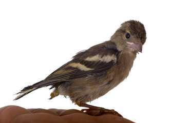 Baby bird of the chaffinch