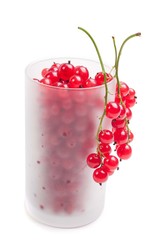 Red currant