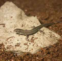 Brown lizard on rock