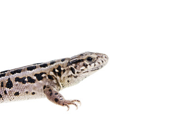 Brown lizard on hand isolated on white background