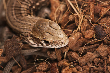 Brown lizard on dirt
