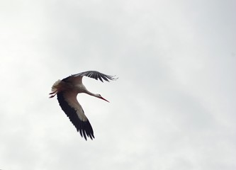 flying stork