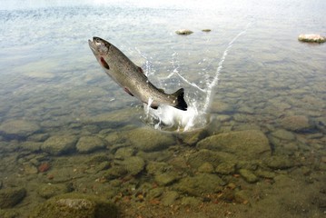 jumping out from water  trout