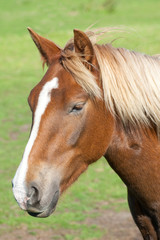 chestnut horse on green background