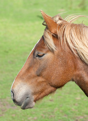 profile of chestnut coloured horse on green background