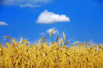 field of a golden wheat before harvesting