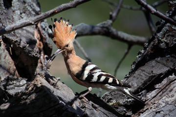 Abubilla