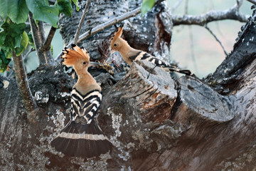 Pareja de abubillas