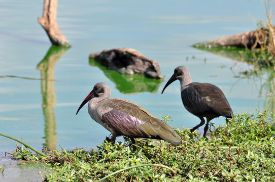 Hadida Ibis