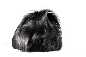 schwarzes meerschweinchen / black guinea pig