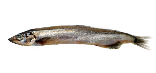 fish (sprat)