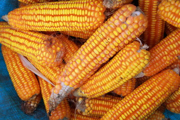 Harvested Corn