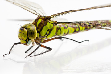 Libelle