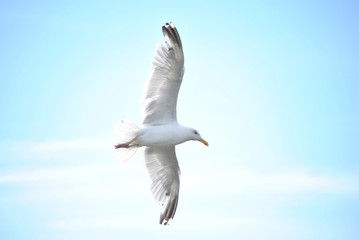 Mouette 2