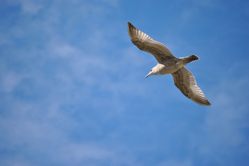 Mouette 3