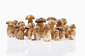 Steinpilze