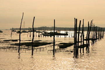 ostr&eacute;iculture