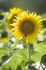 sunflower