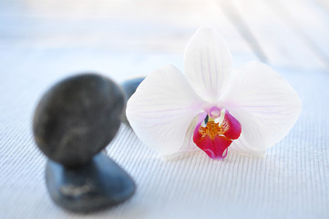 Fototapeta na wymiar Orchidee, zart