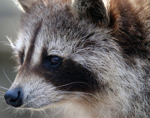 Raccoon