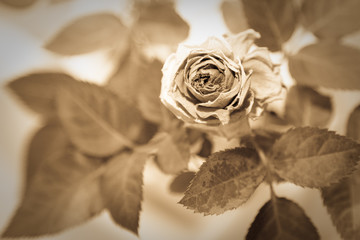 Dry rose in sepia - 25179633