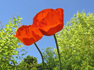Papaver orientale, Orientalischer Mohn - Oriental poppies