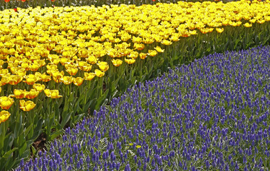 Muscari armeniacum, Traubenhyazinthe - Grape hyacinth