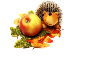 Stacheligel im Herbst