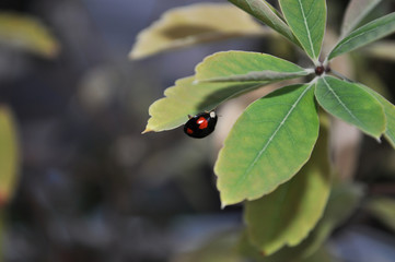 Coccinelle macro