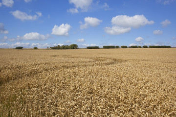 wheat field