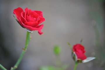Fleur 15