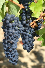 Grappes de raisin