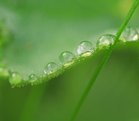 Water drops on plant leaf