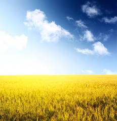 Field and sky