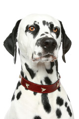 Dalmatian puppy portrait