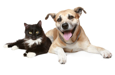 Close-up portrait of a cat and dog - obrazy, fototapety, plakaty